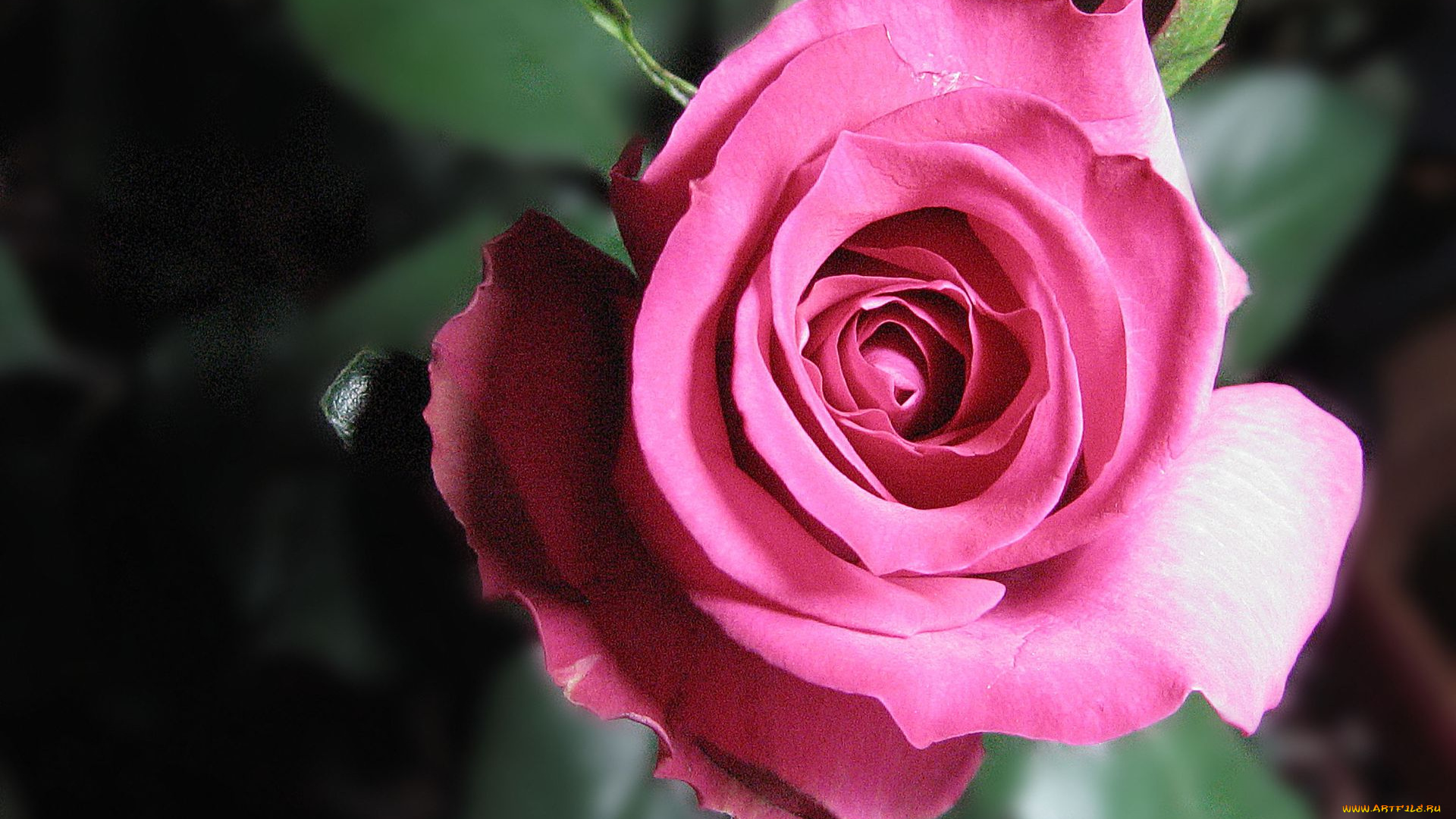 цветы, розы