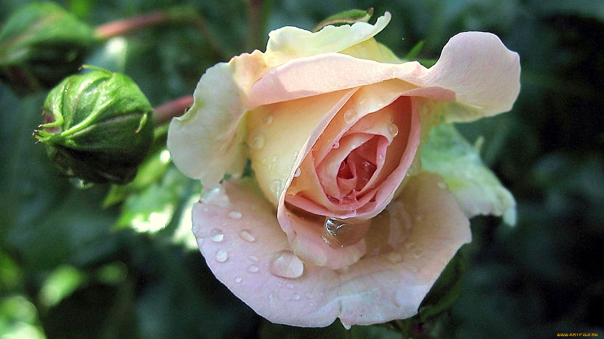 цветы, розы