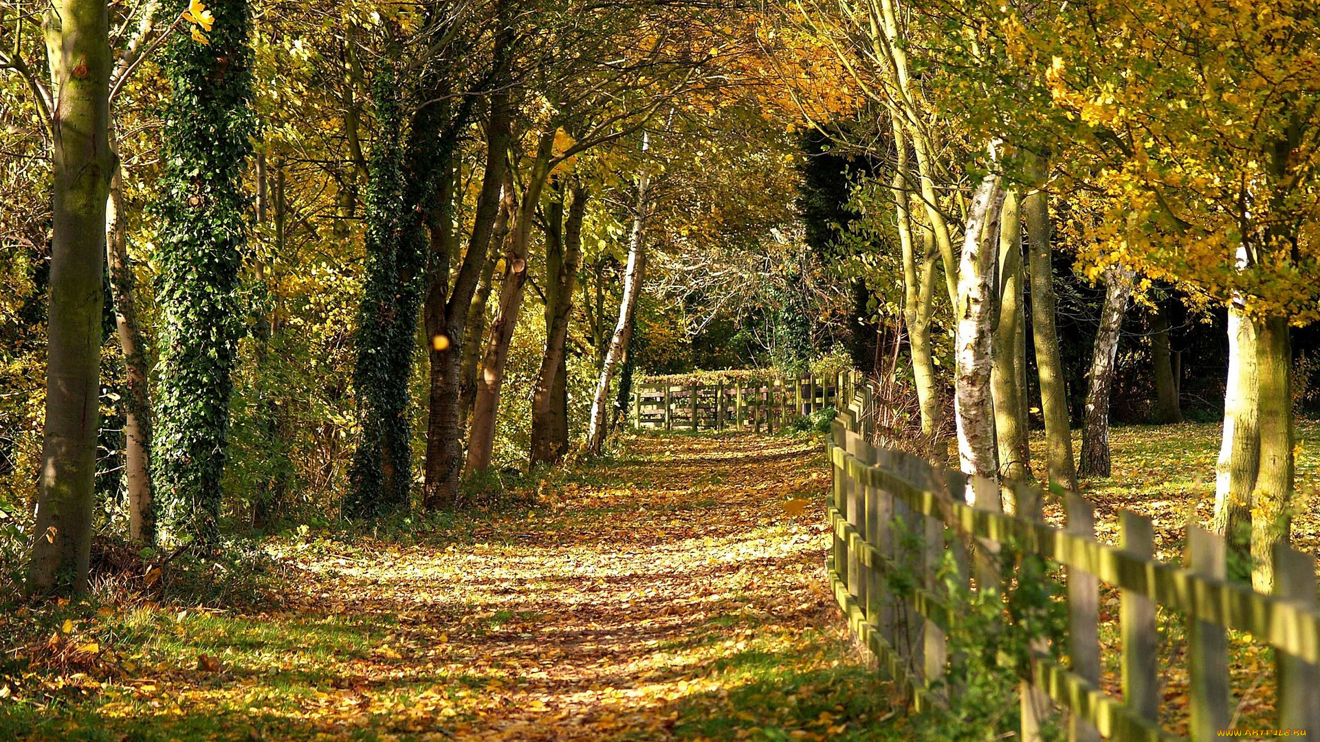 природа, деревья