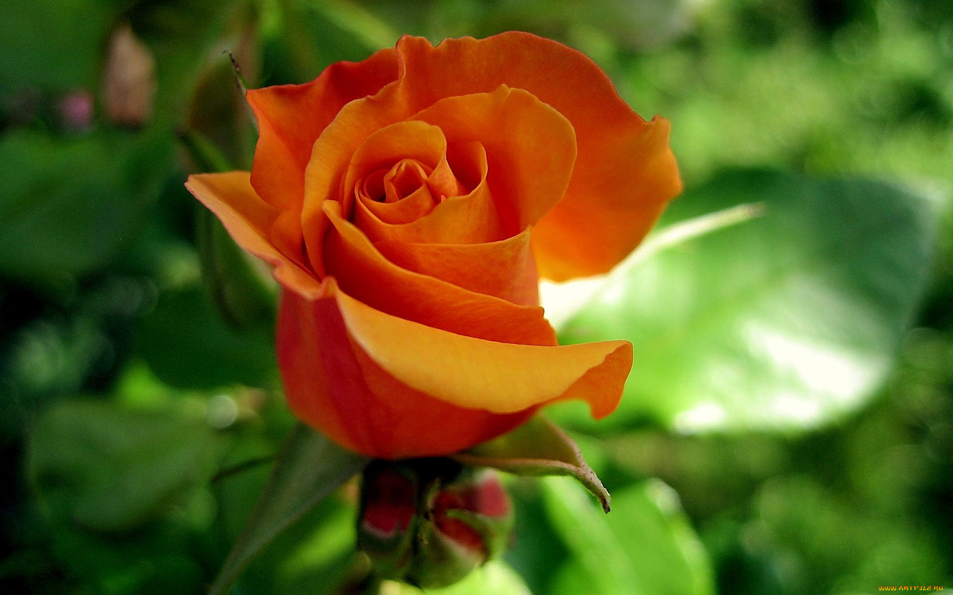 цветы, розы