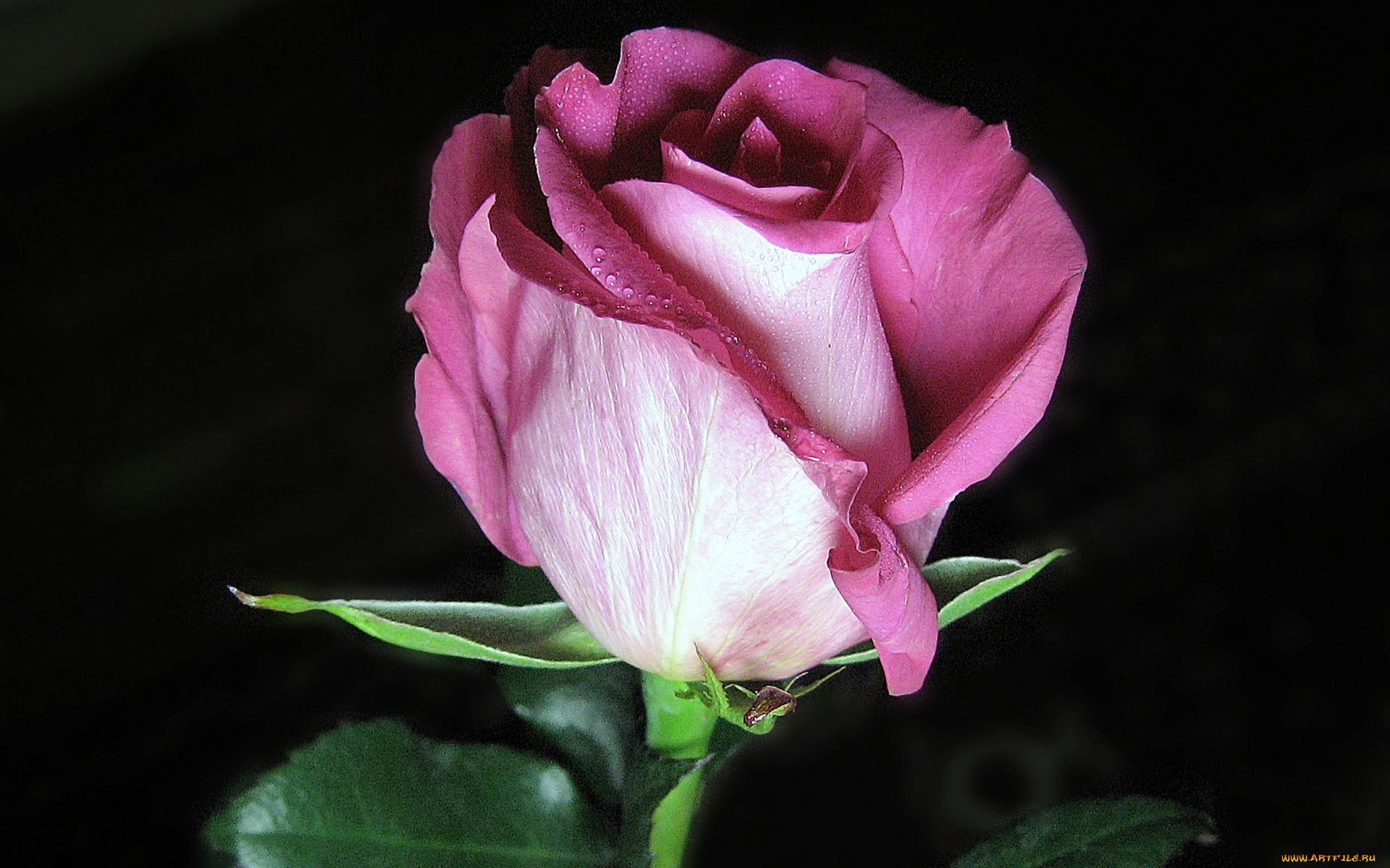 цветы, розы