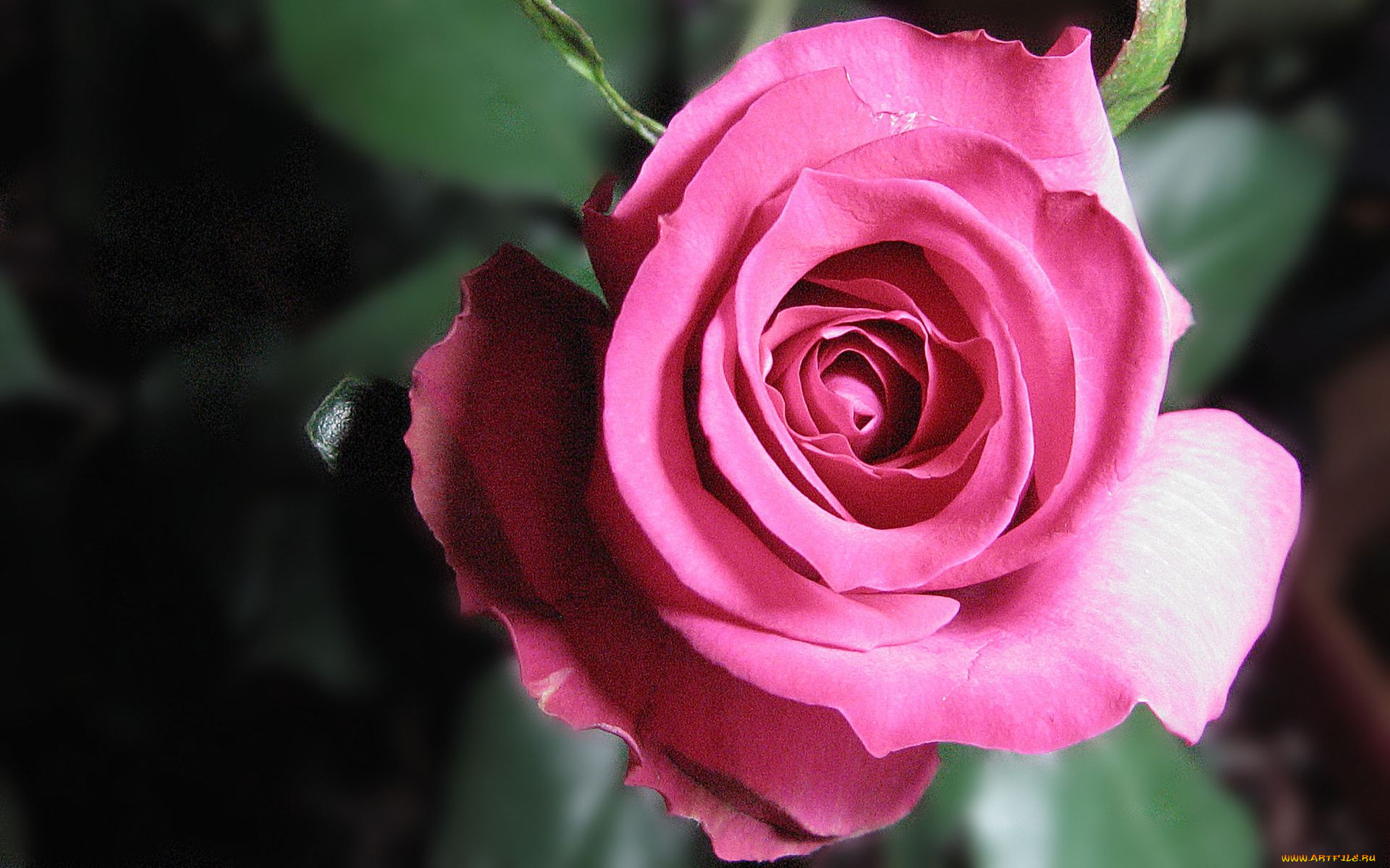 цветы, розы