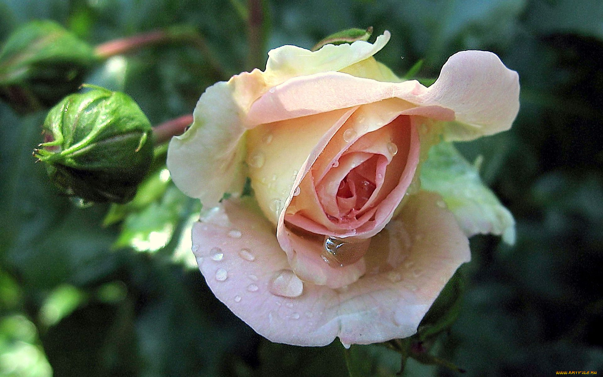 цветы, розы