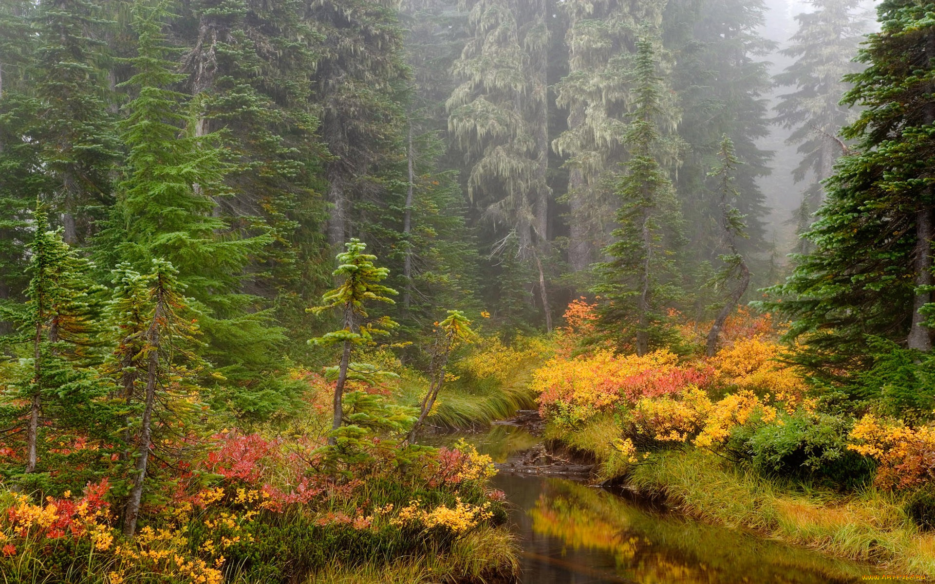 природа, лес