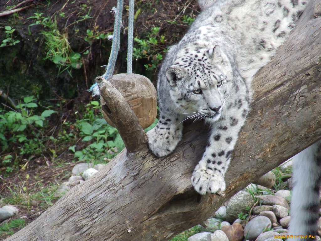 животные, снежный, барс, ирбис