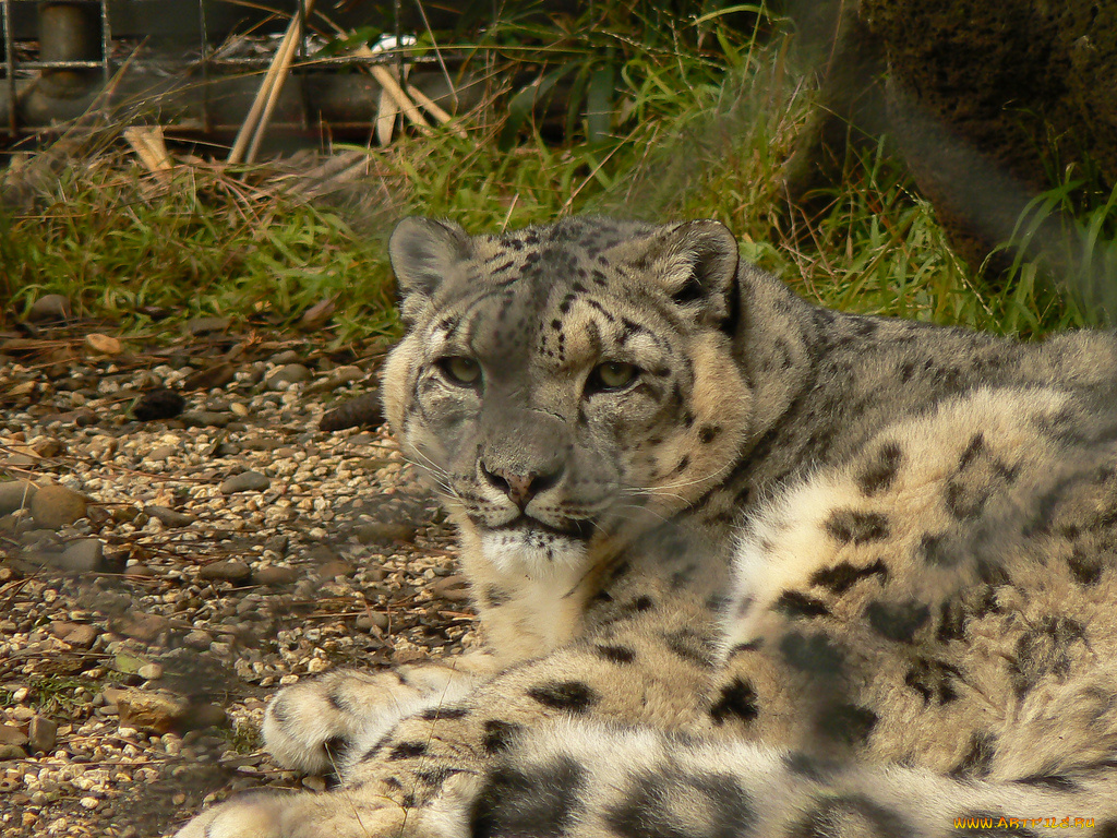 животные, снежный, барс, ирбис