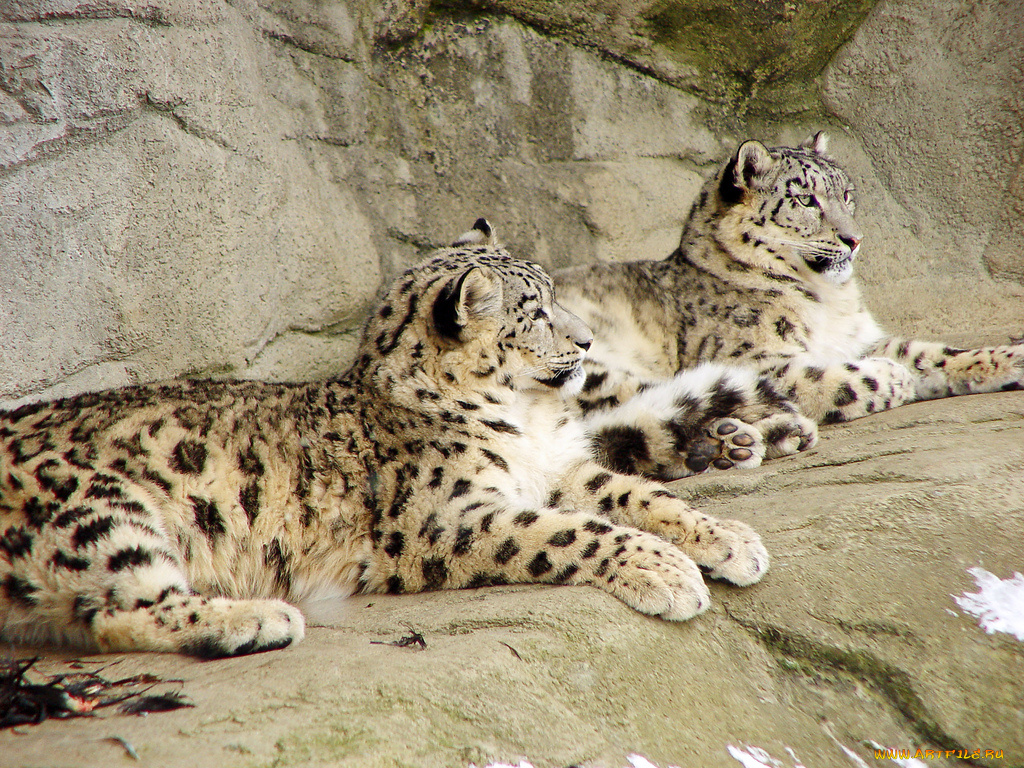 животные, снежный, барс, ирбис