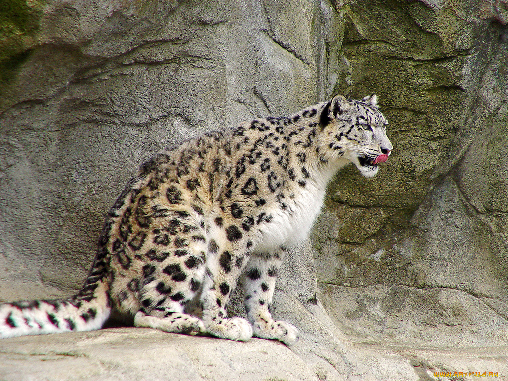 животные, снежный, барс, ирбис