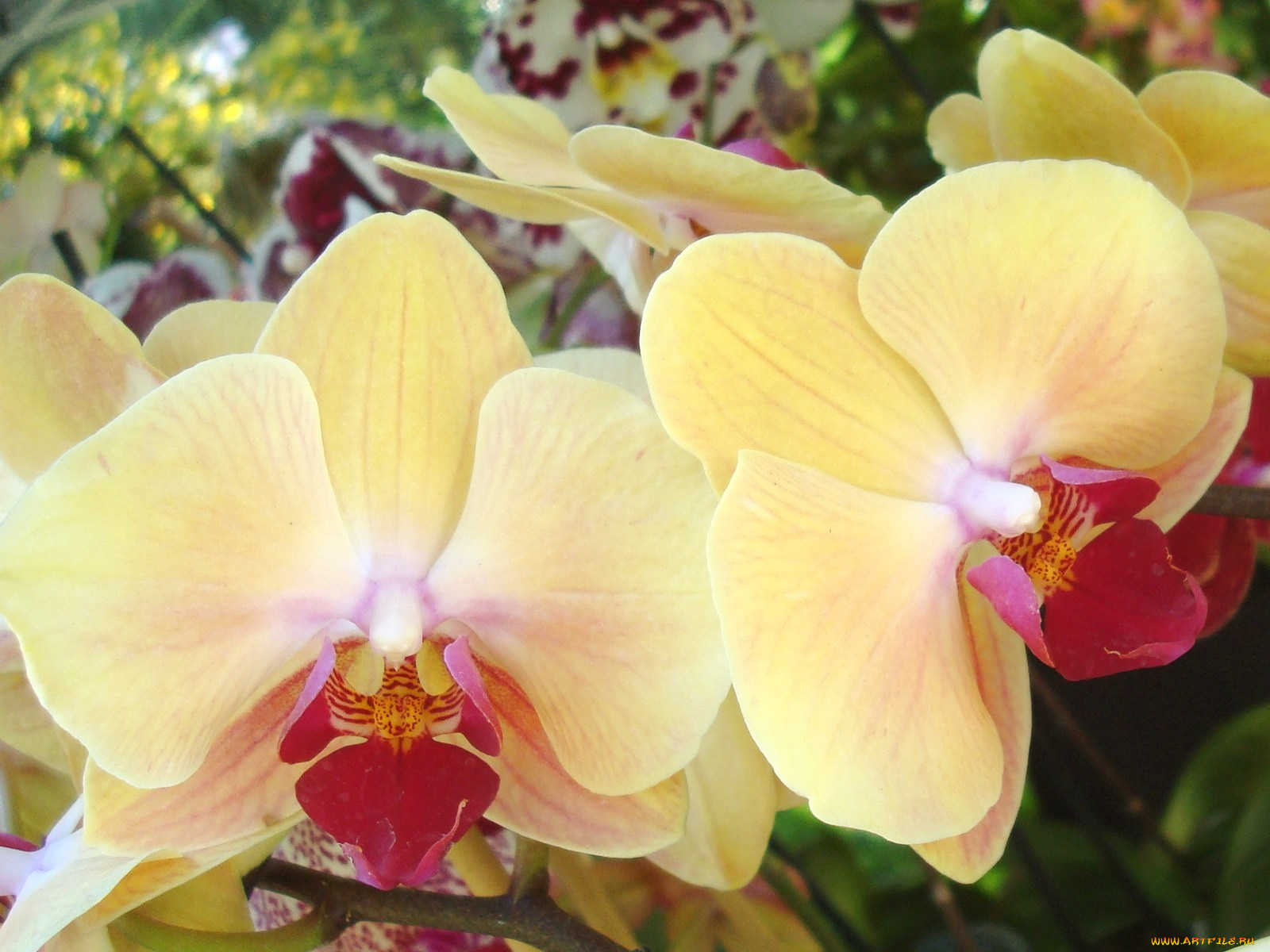 цветы, орхидеи