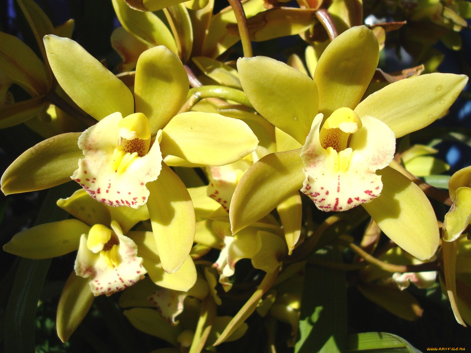 цветы, орхидеи