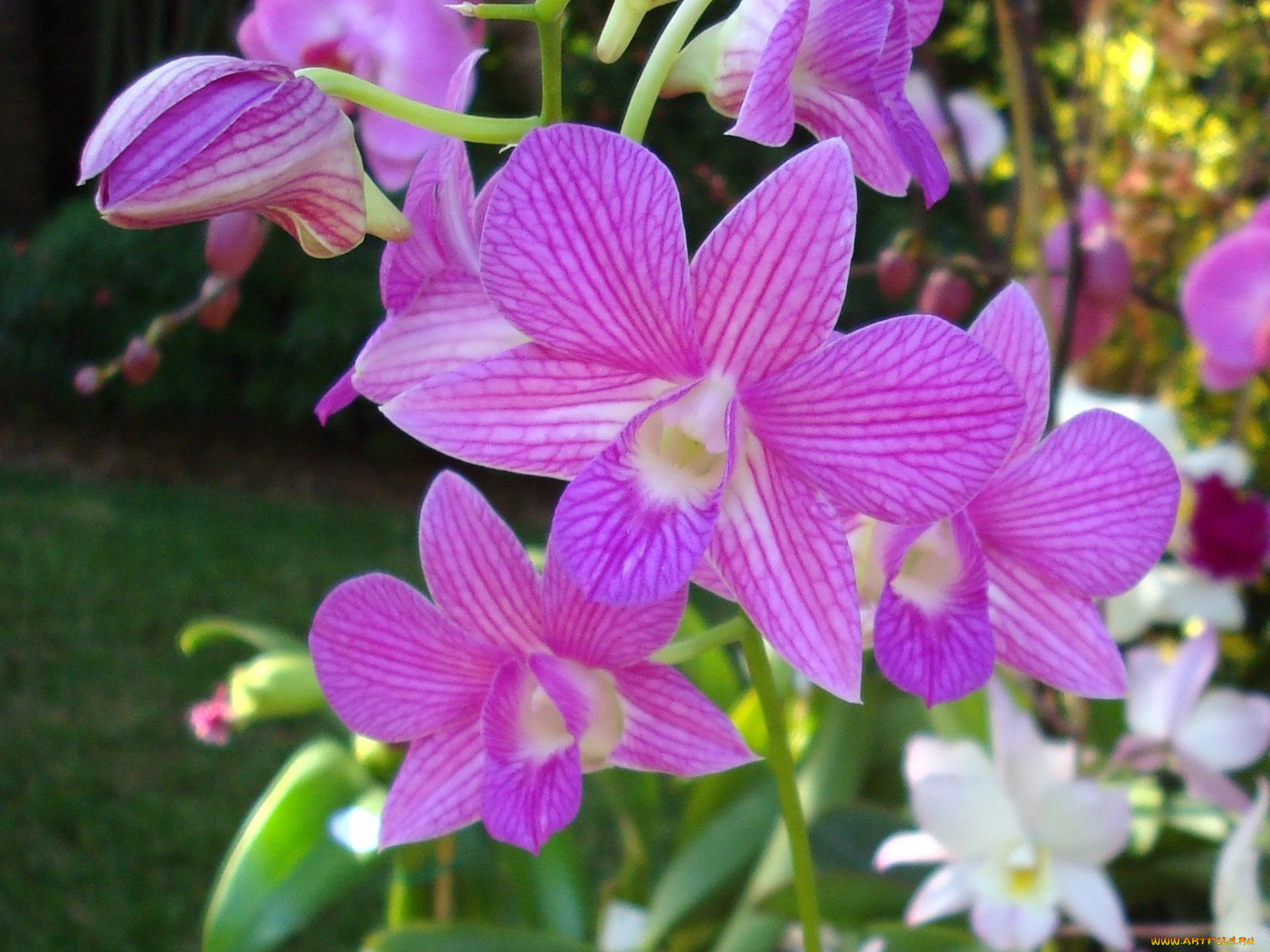 цветы, орхидеи