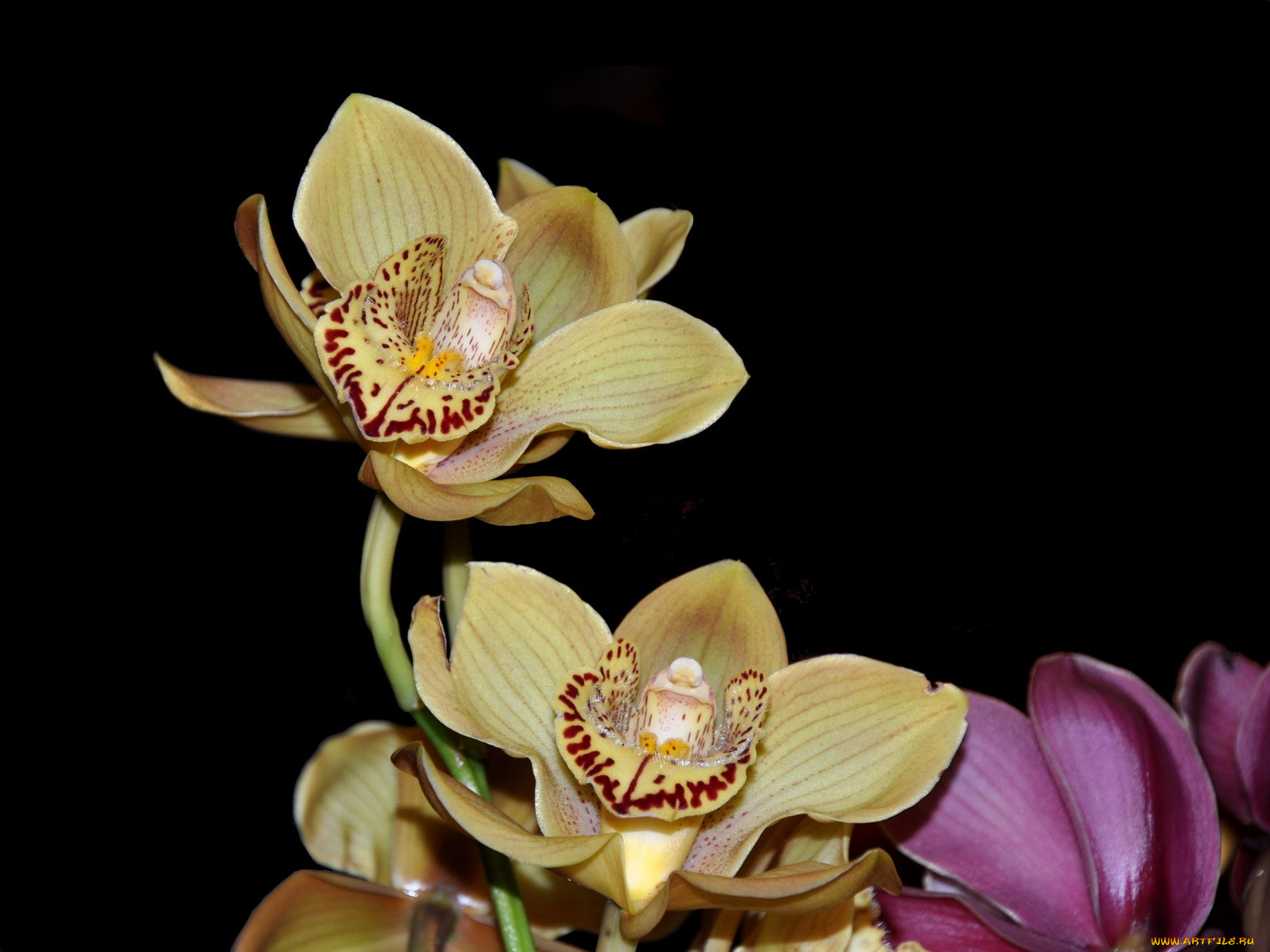 цветы, орхидеи