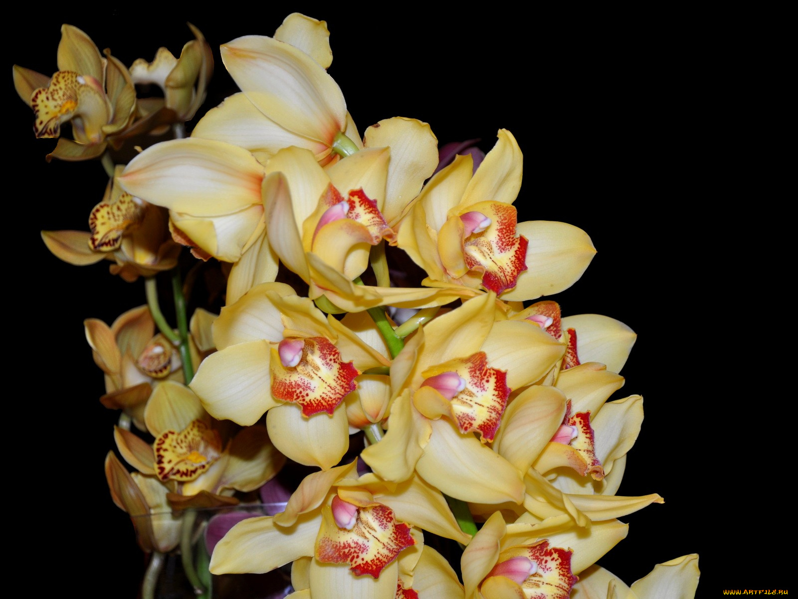 цветы, орхидеи