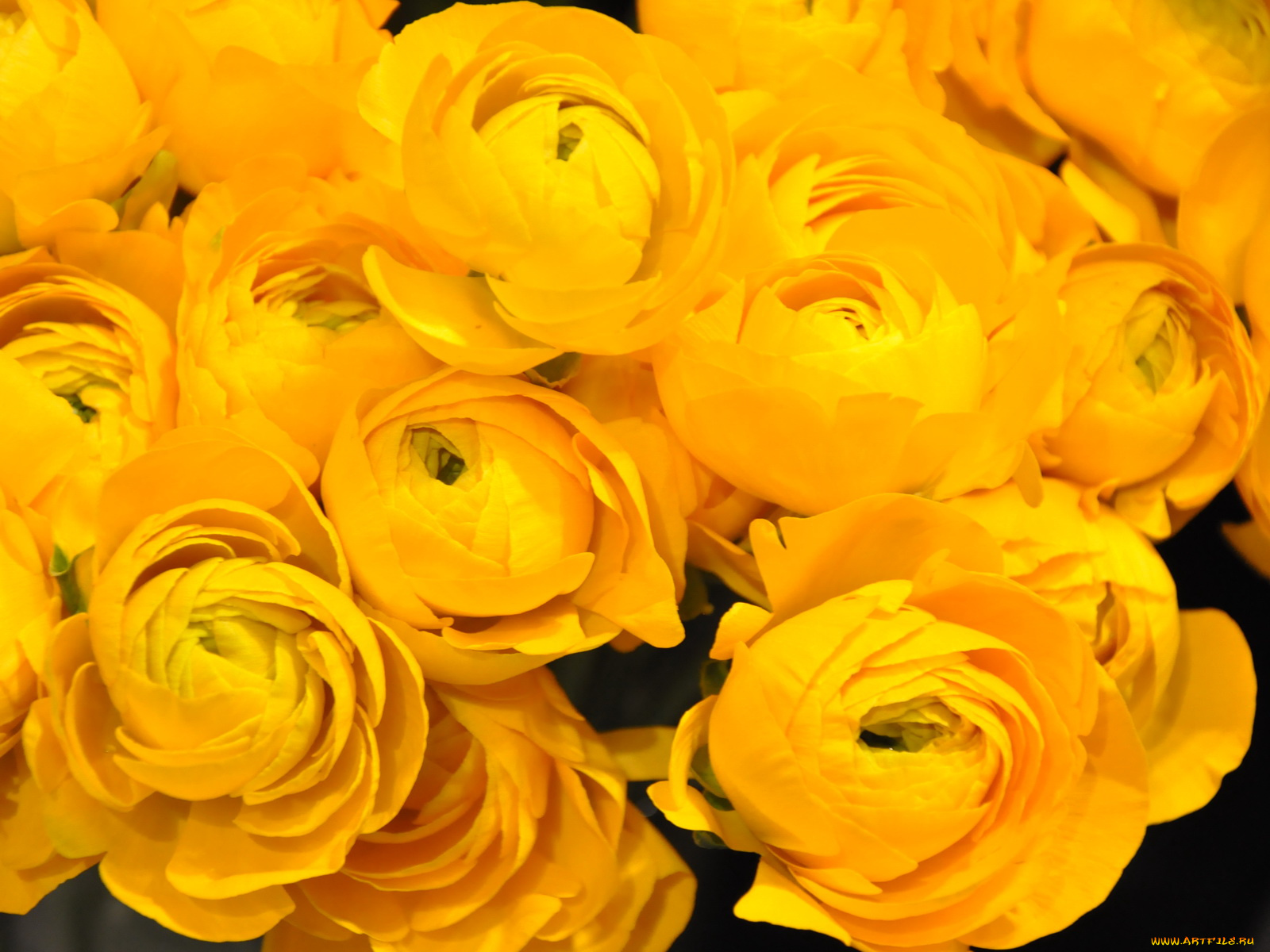 цветы, ранункулюс, азиатский, лютик