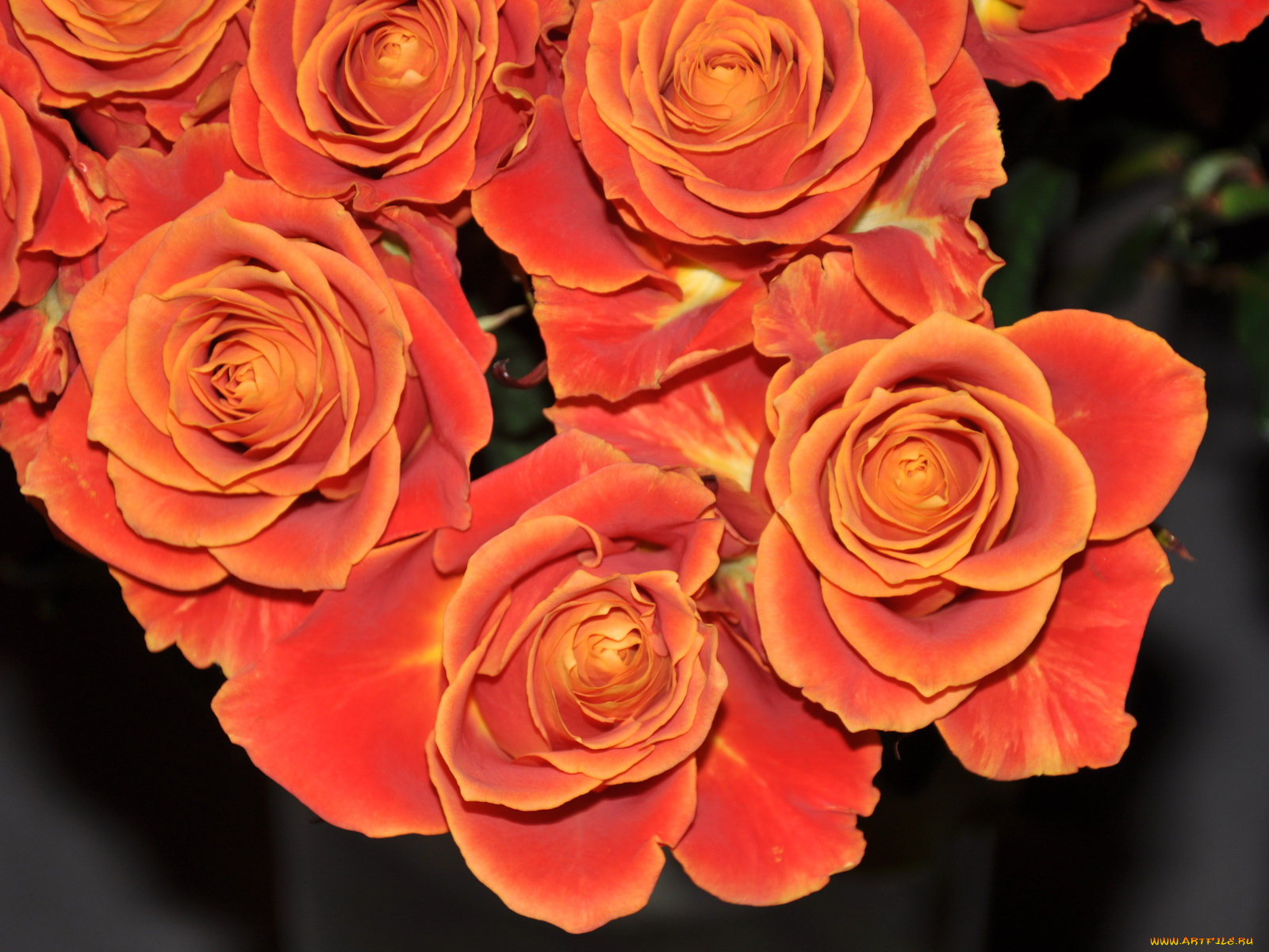 цветы, розы