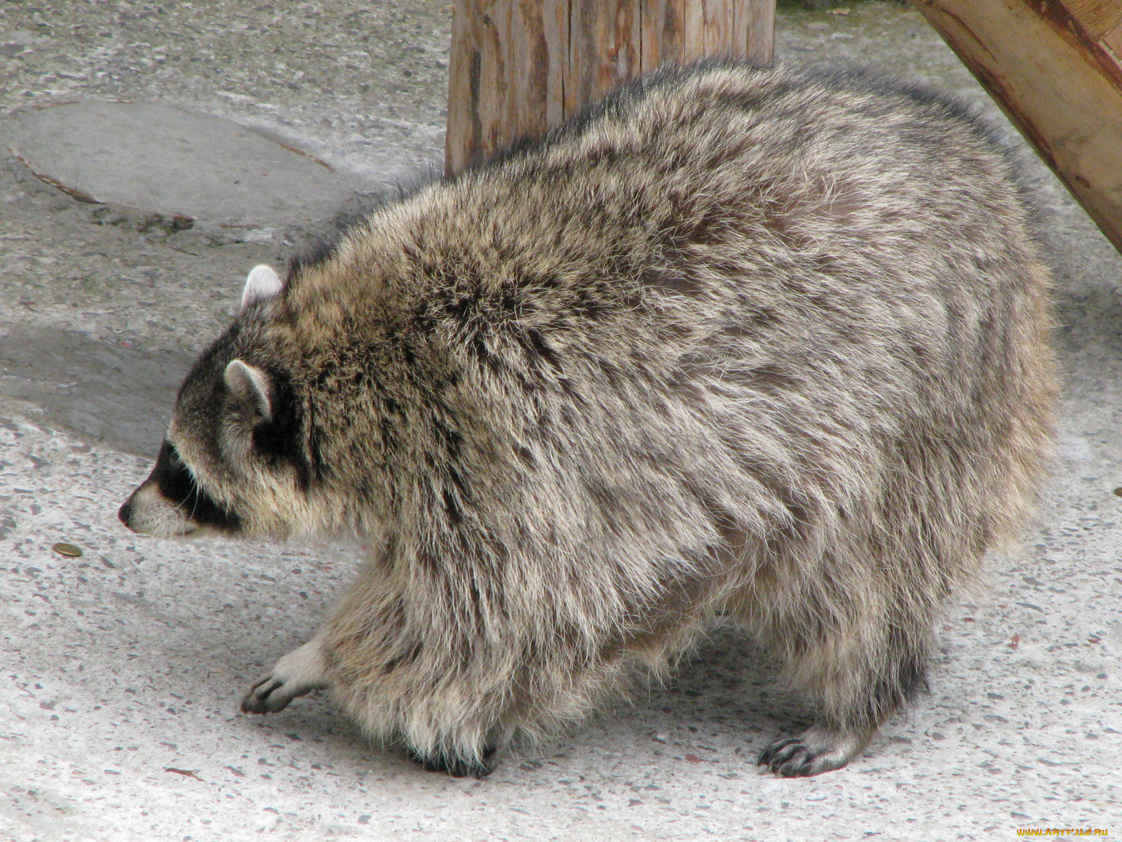 животные, еноты