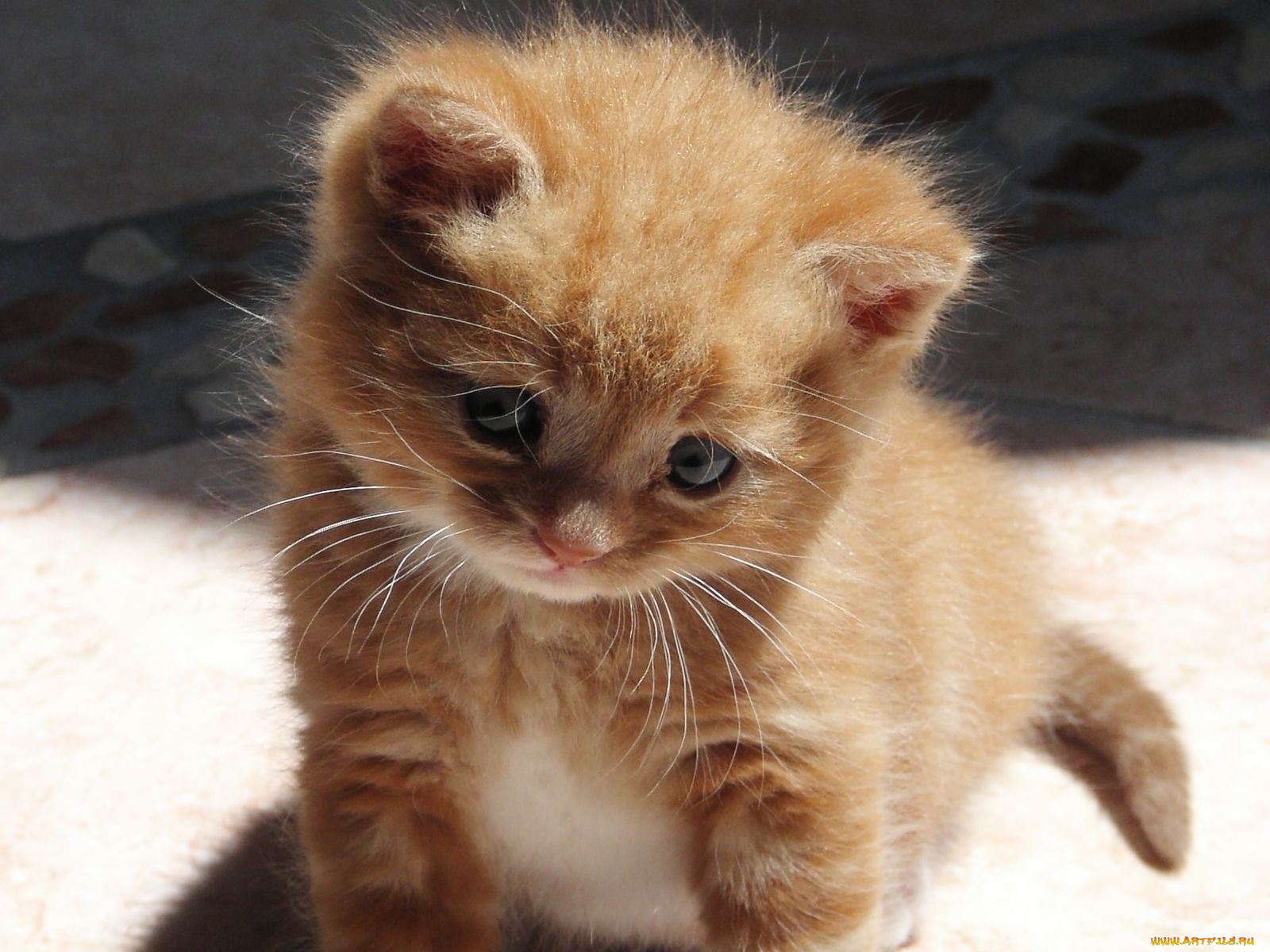 животные, коты