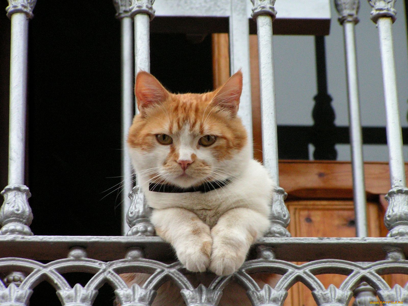 животные, коты