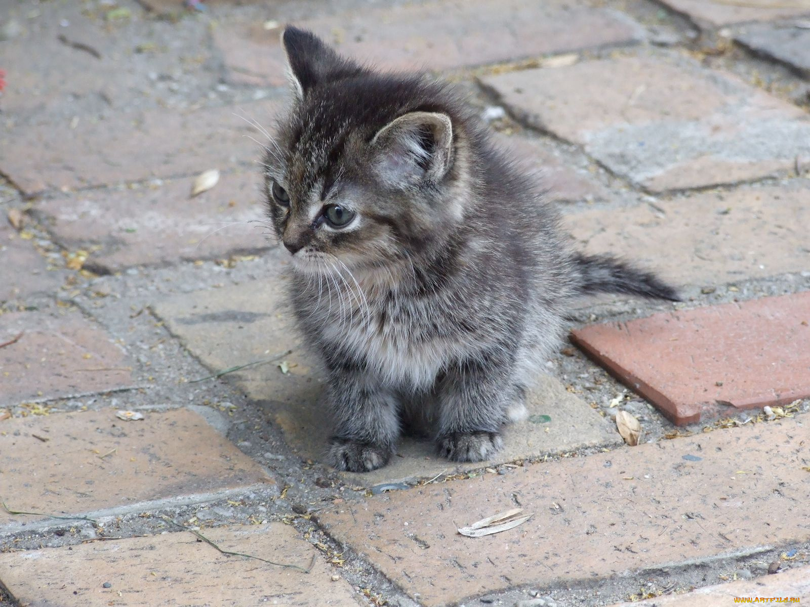 животные, коты