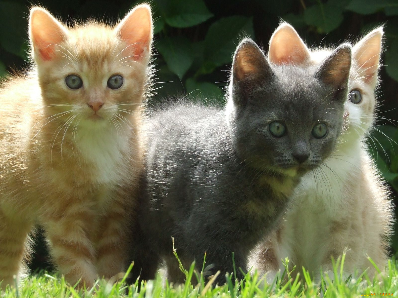 животные, коты