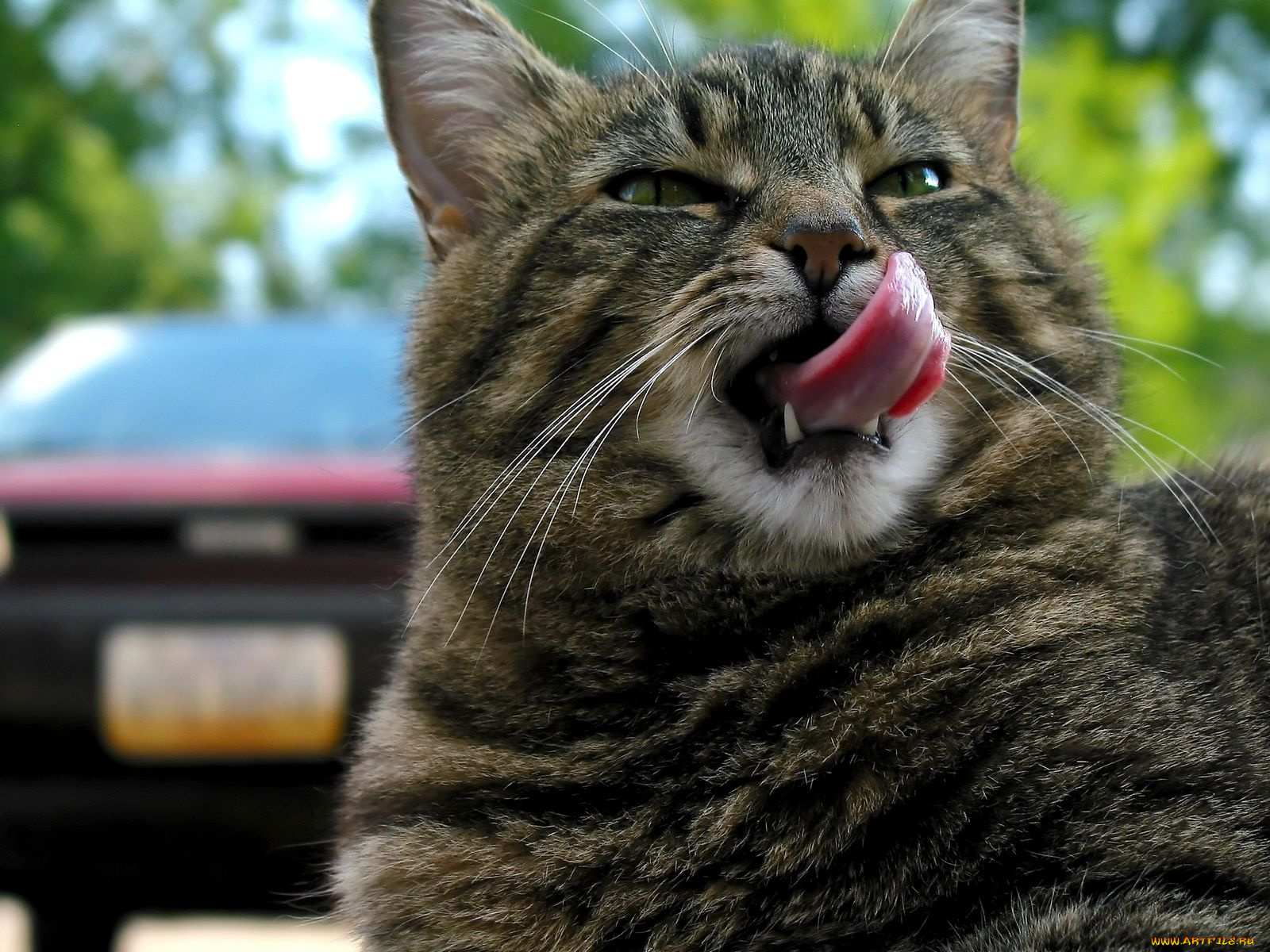 животные, коты