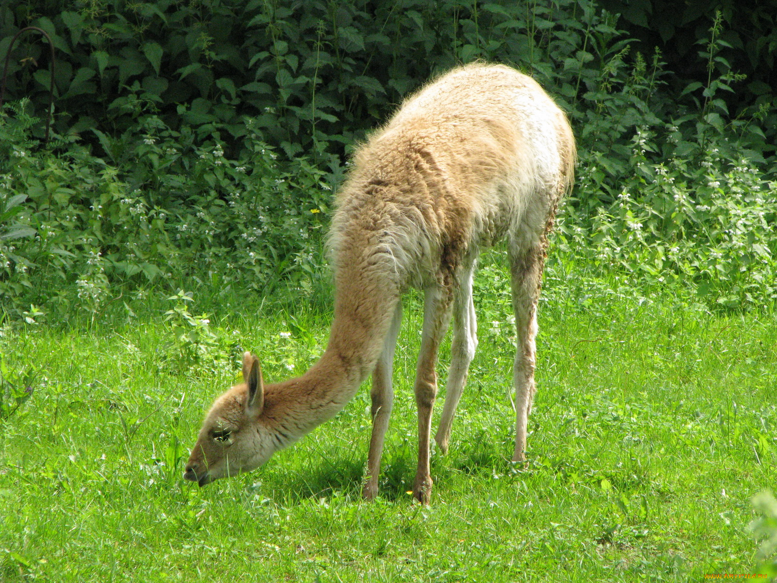 животные, ламы