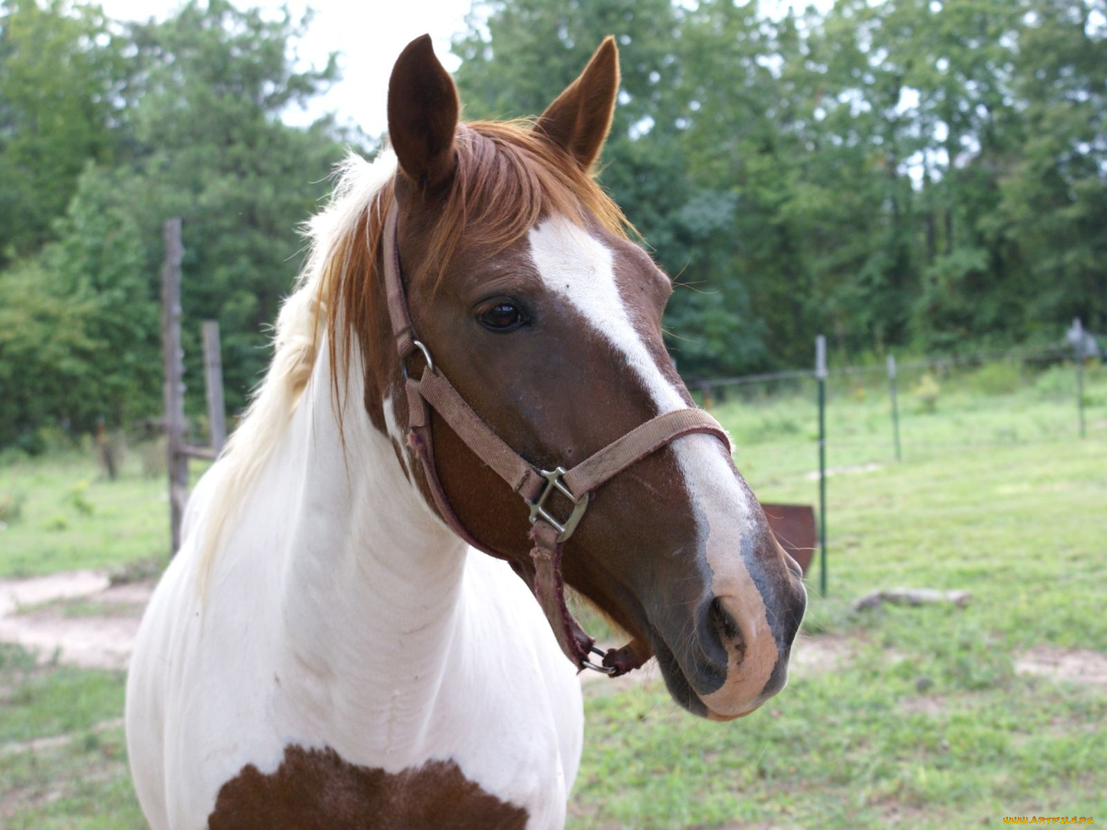 животные, лошади