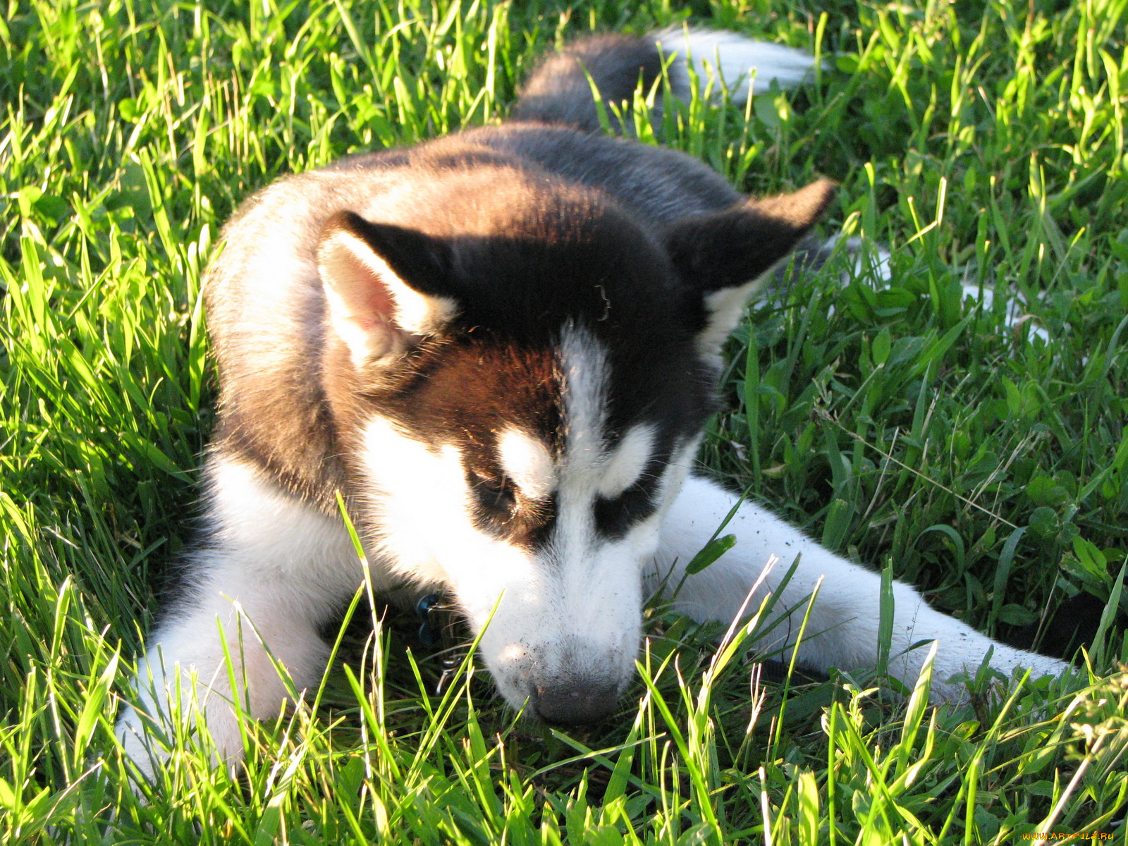 животные, собаки