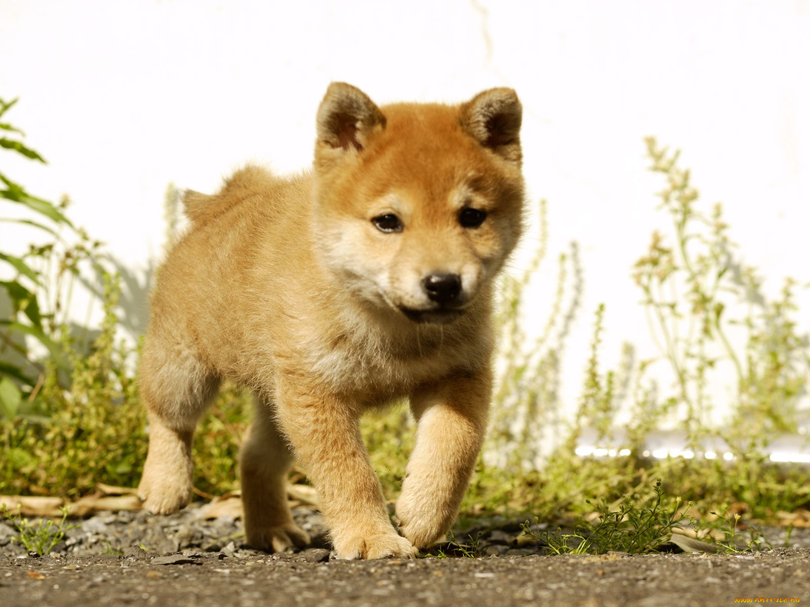 животные, собаки