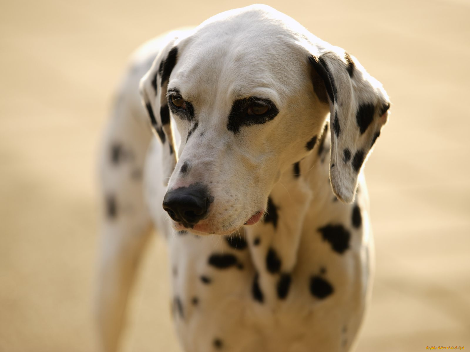 животные, собаки