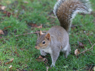 Картинка животные белки