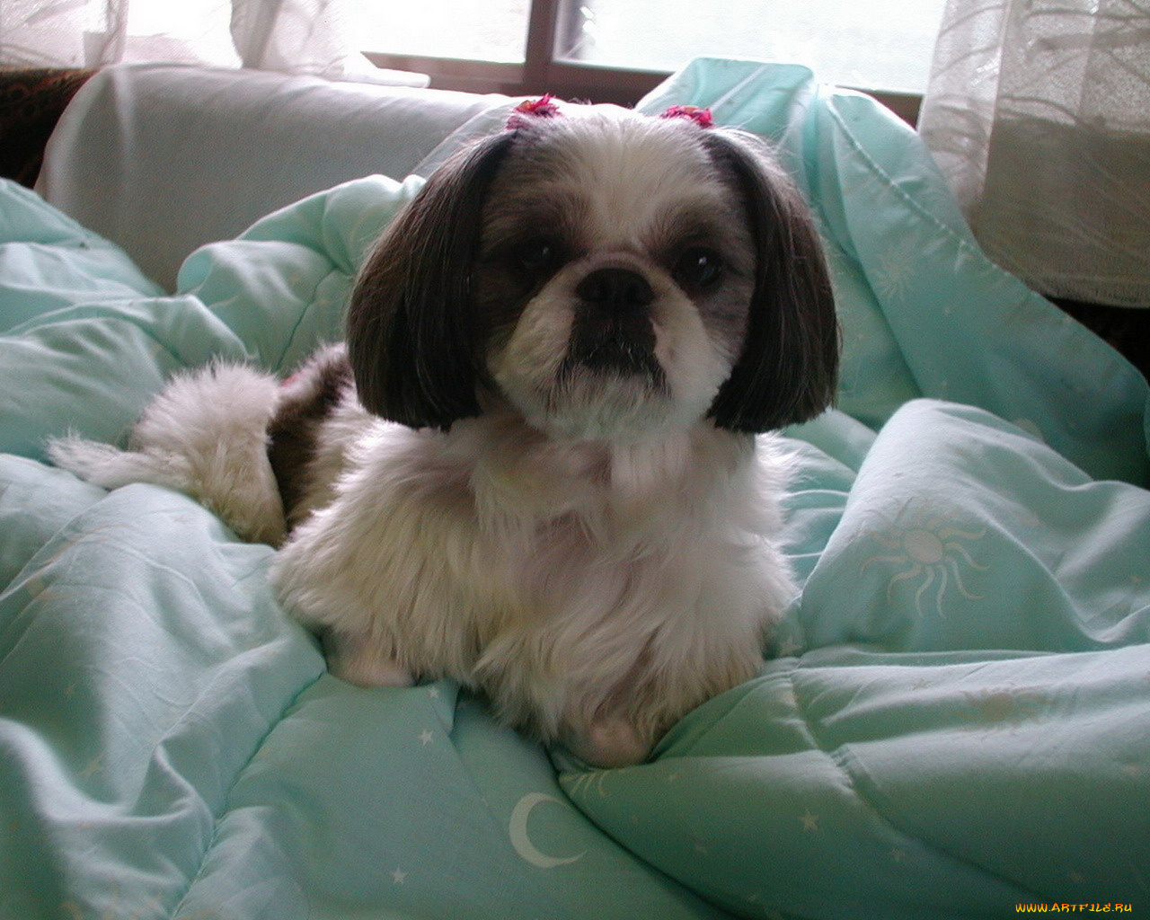 животные, собаки