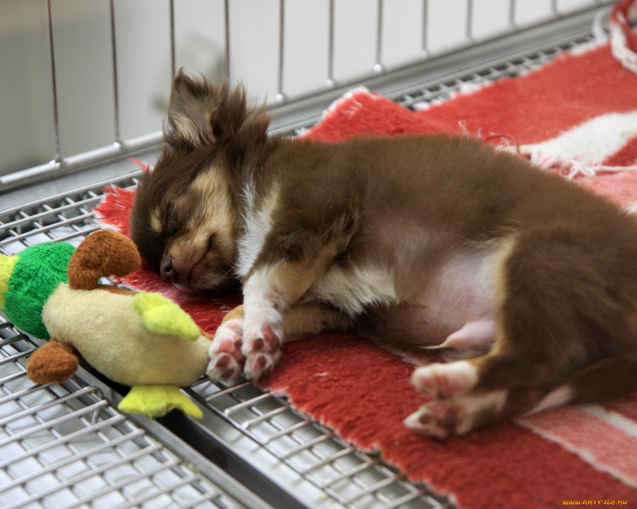 животные, собаки