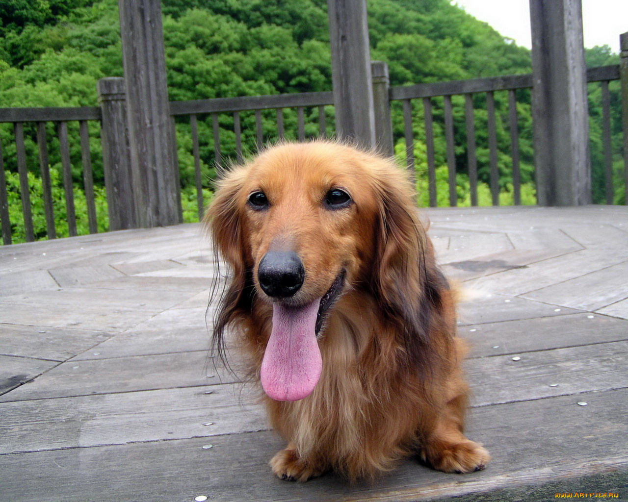 животные, собаки