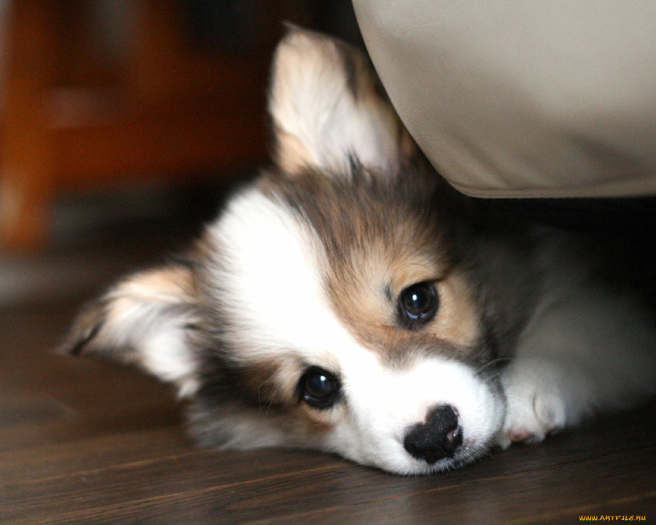 животные, собаки