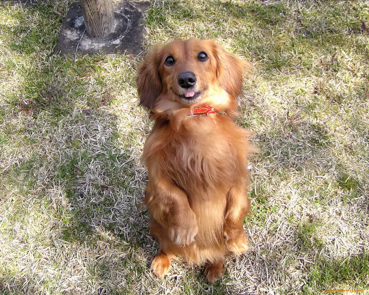 животные, собаки