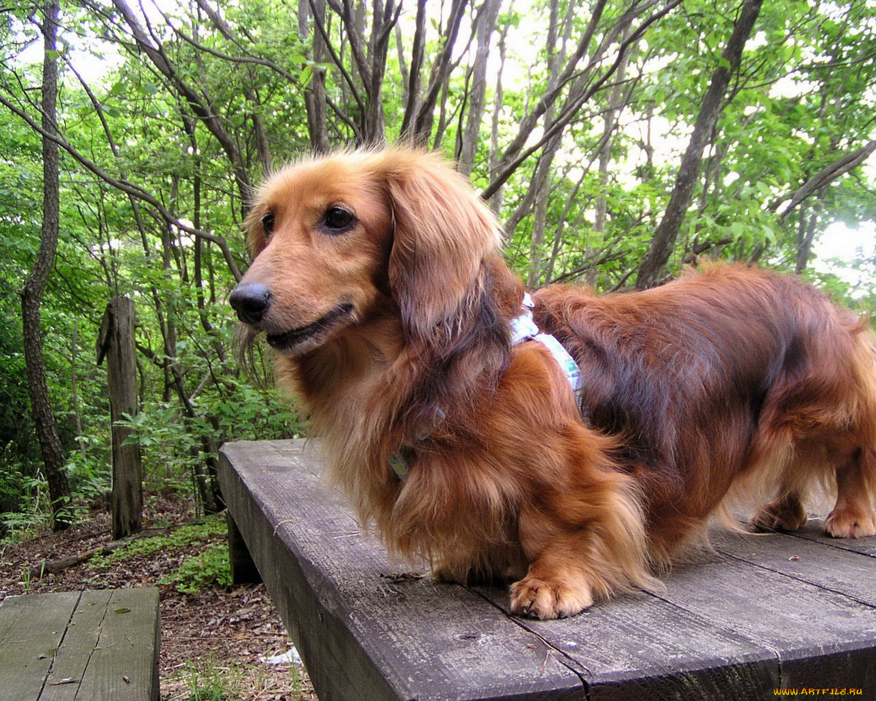 животные, собаки