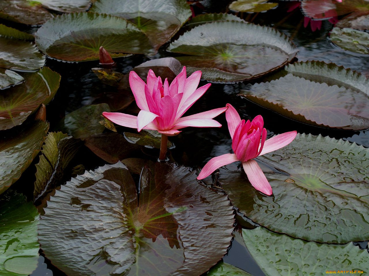 цветы, лилии, водяные, нимфеи, кувшинки