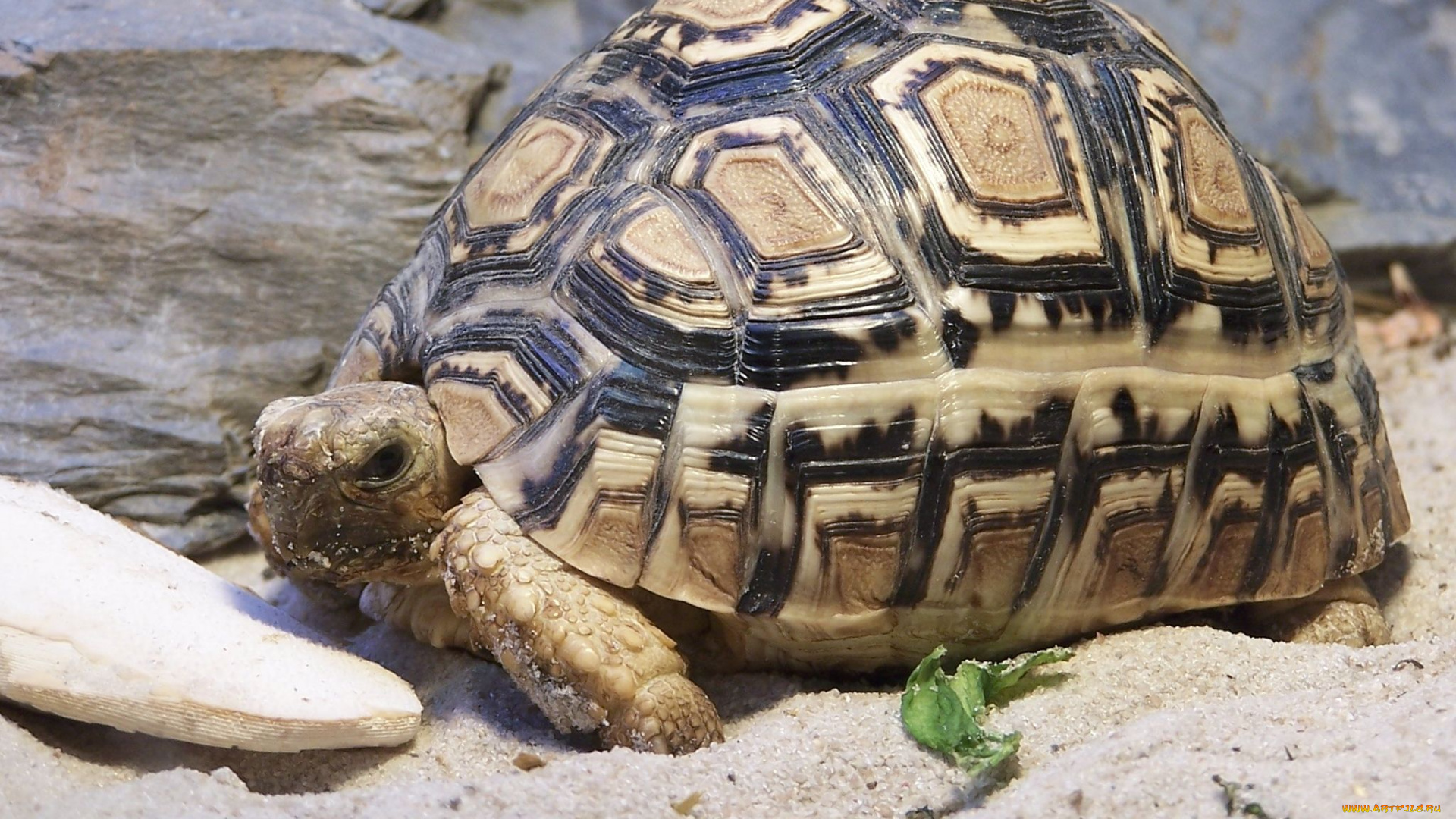 животные, Черепахи