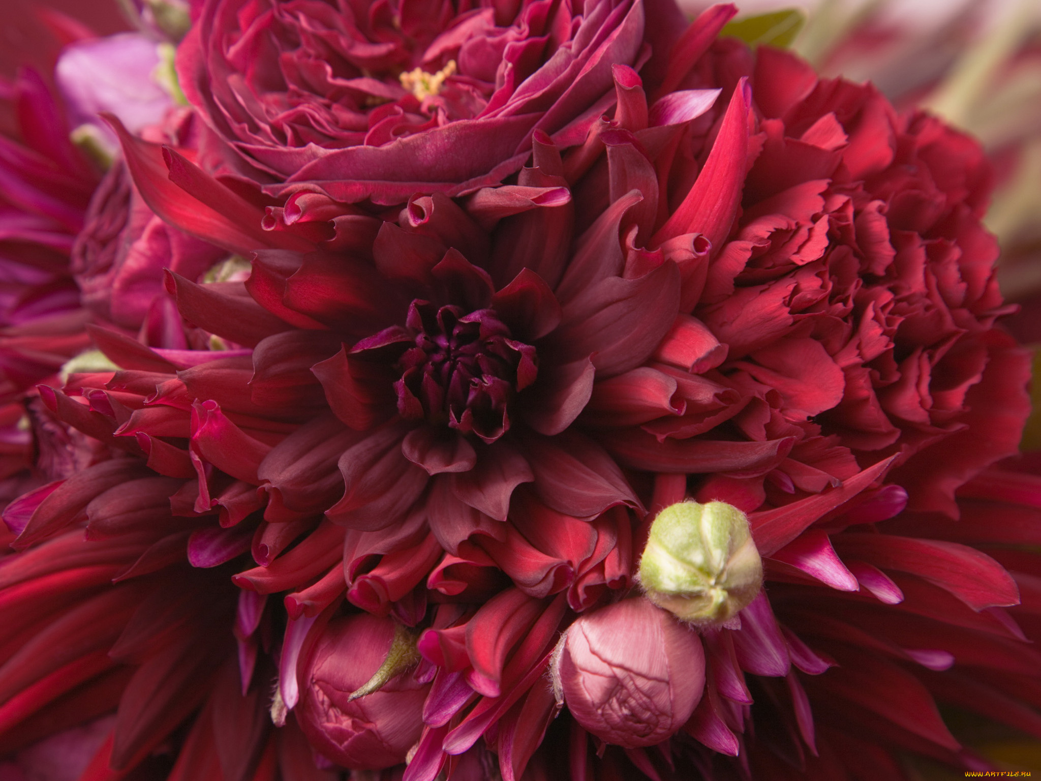 цветы, разные, вместе