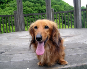 Картинка животные собаки