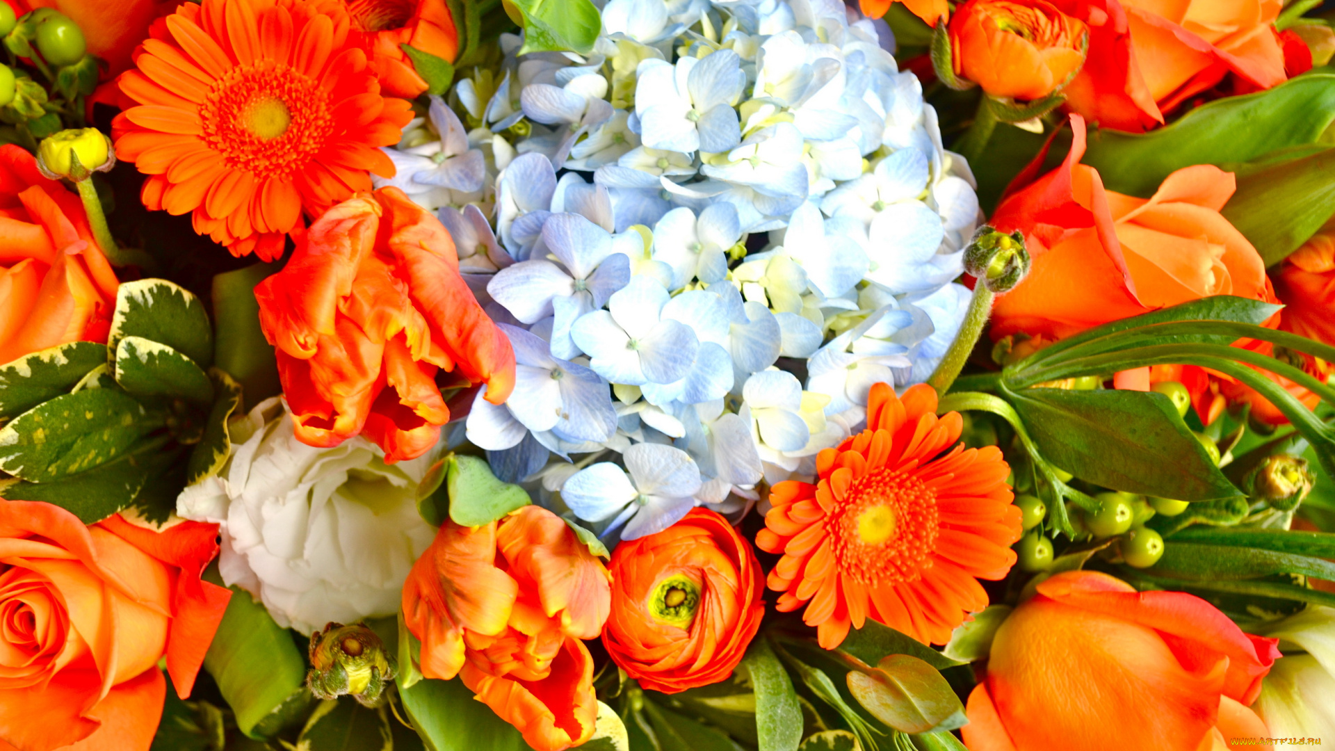 цветы, букеты, , композиции, тюльпаны, герберы, гортензия, лютики