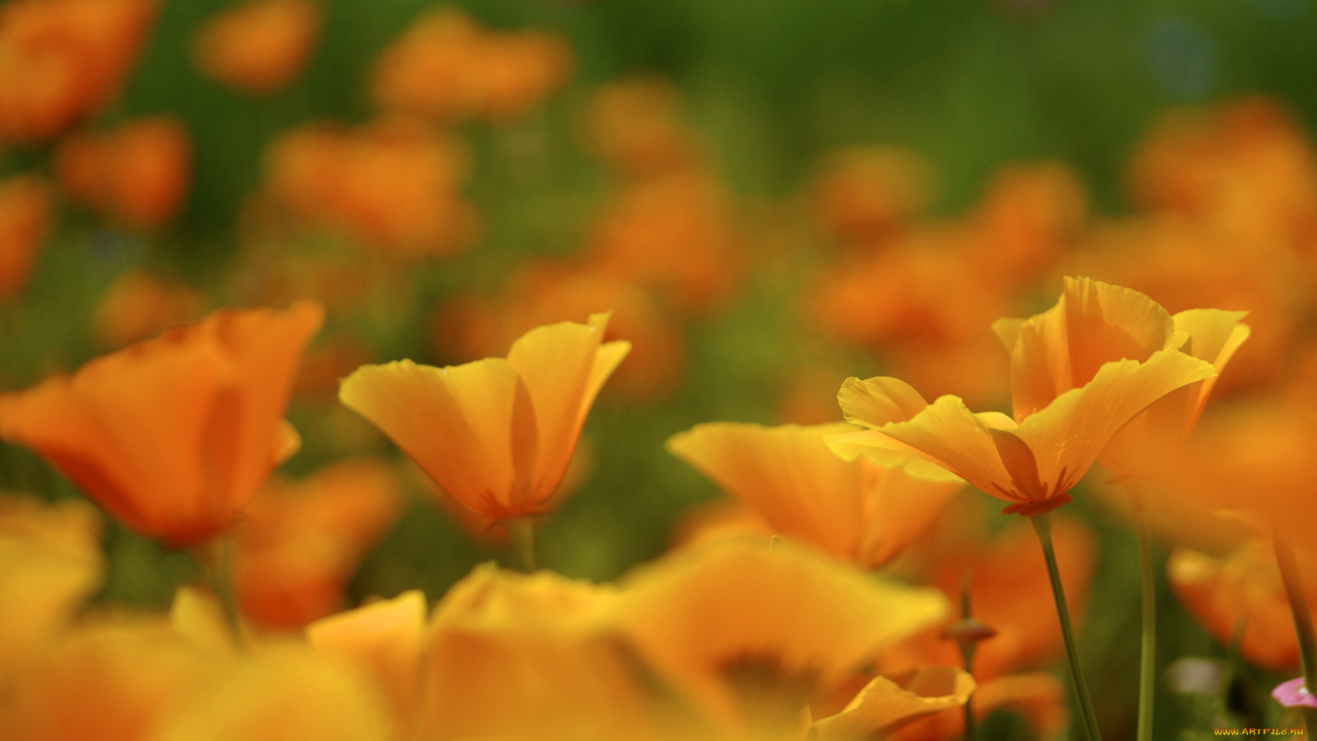 цветы, эшшольция, калифорнийский, мак