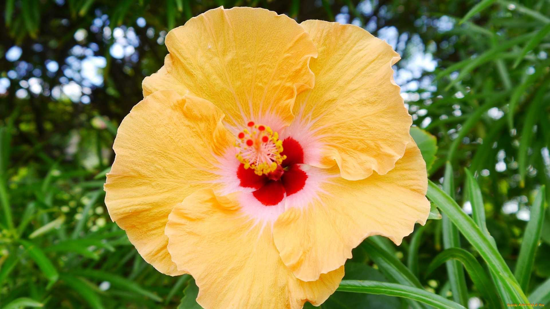 цветы, гибискусы, желтый