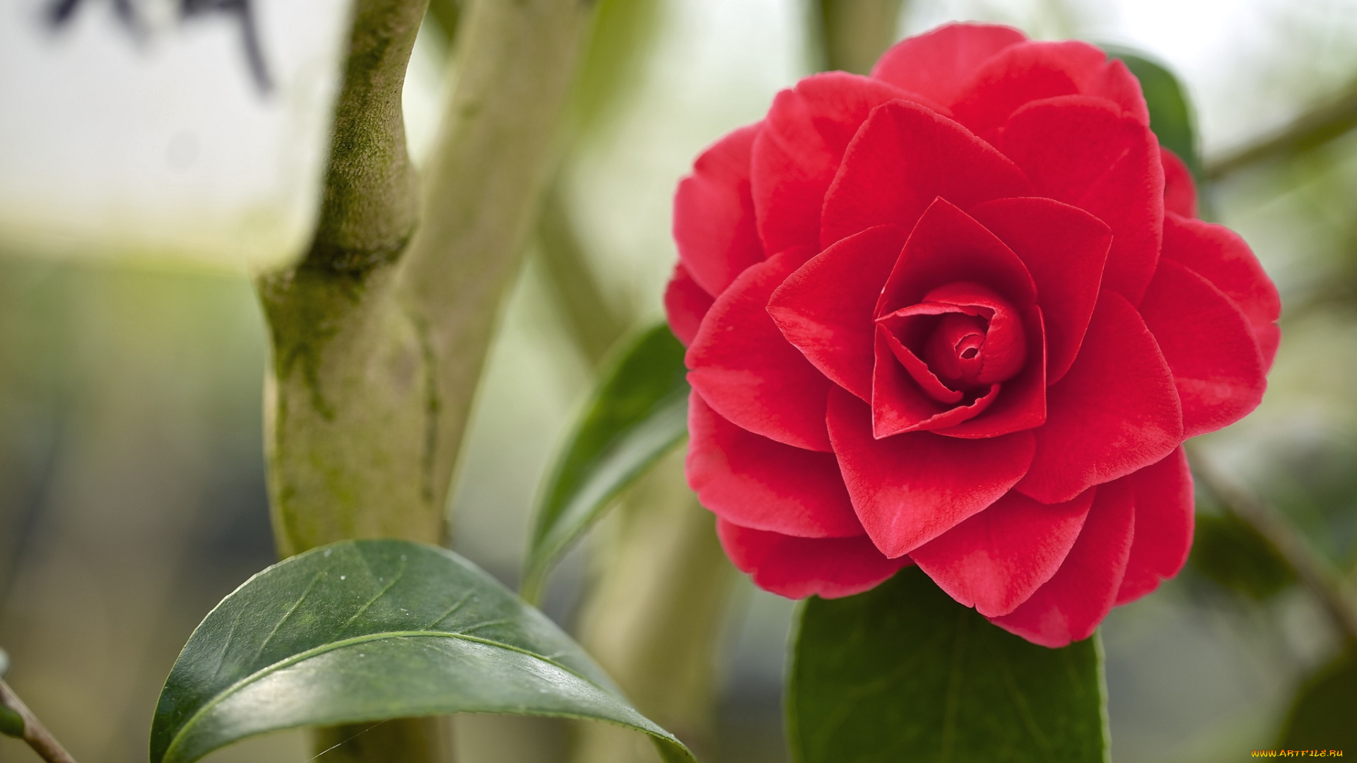 цветы, камелии, красный