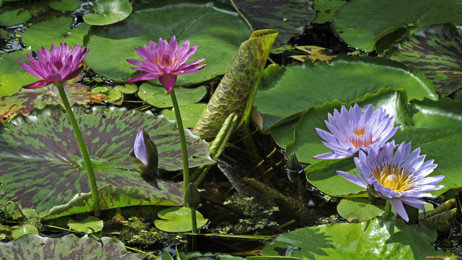 цветы, лилии, , лилейники, листья