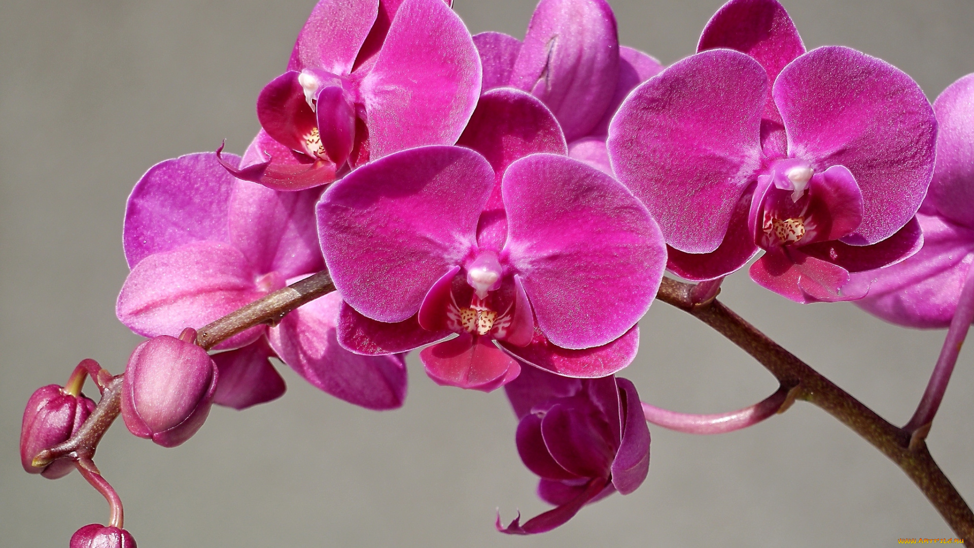 цветы, орхидеи, ветка