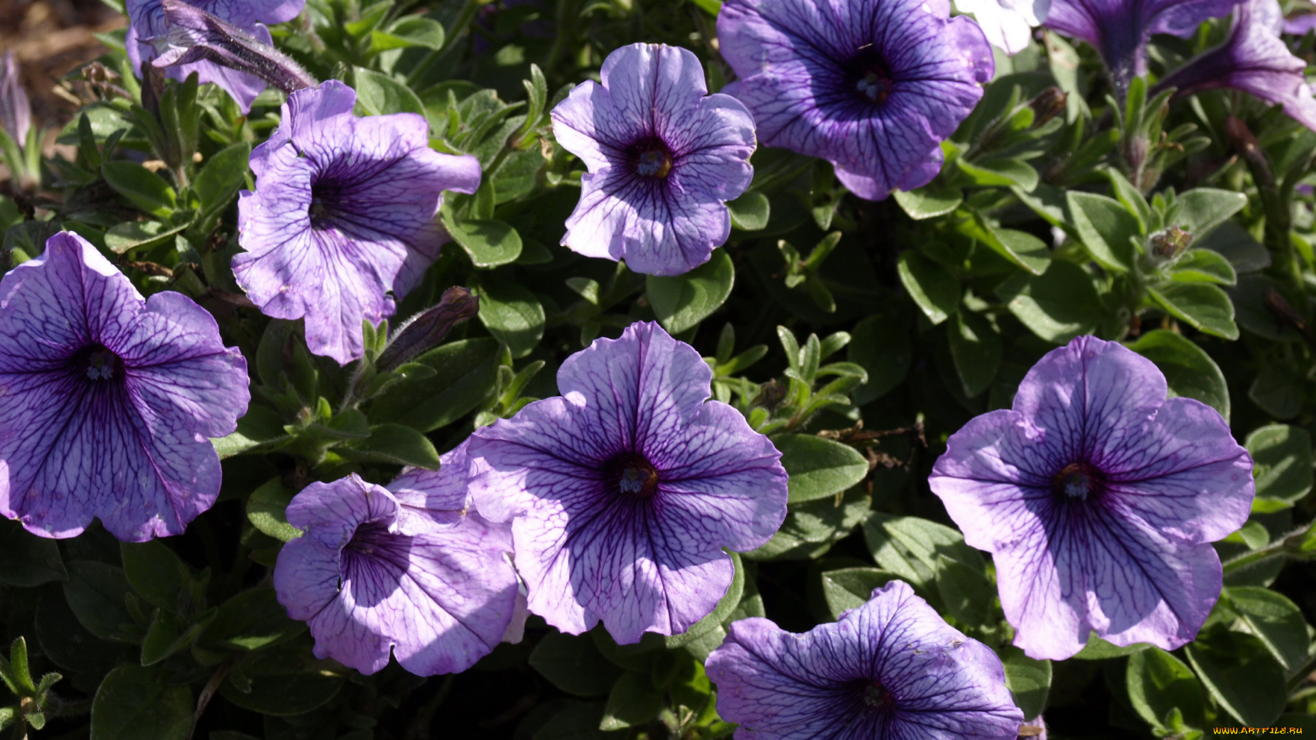 цветы, петунии, , калибрахоа, петунья