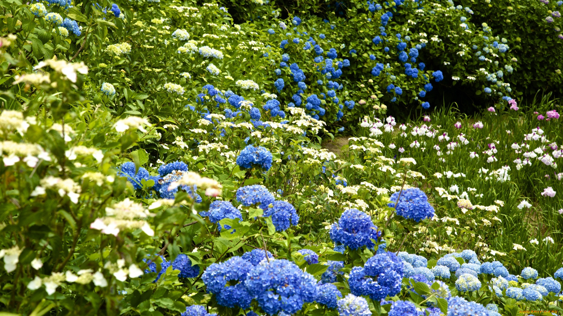 цветы, разные, вместе, ирисы, гортензия