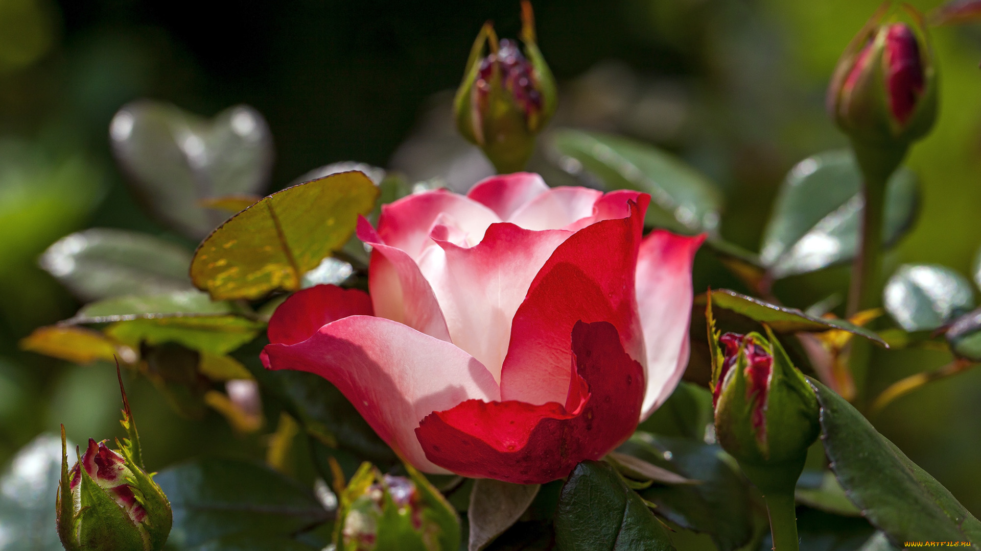 цветы, розы, бутон